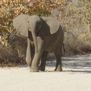 14 DAY KRUGER NATIONAL PARK, BOTSWANA & ZIMBABWE