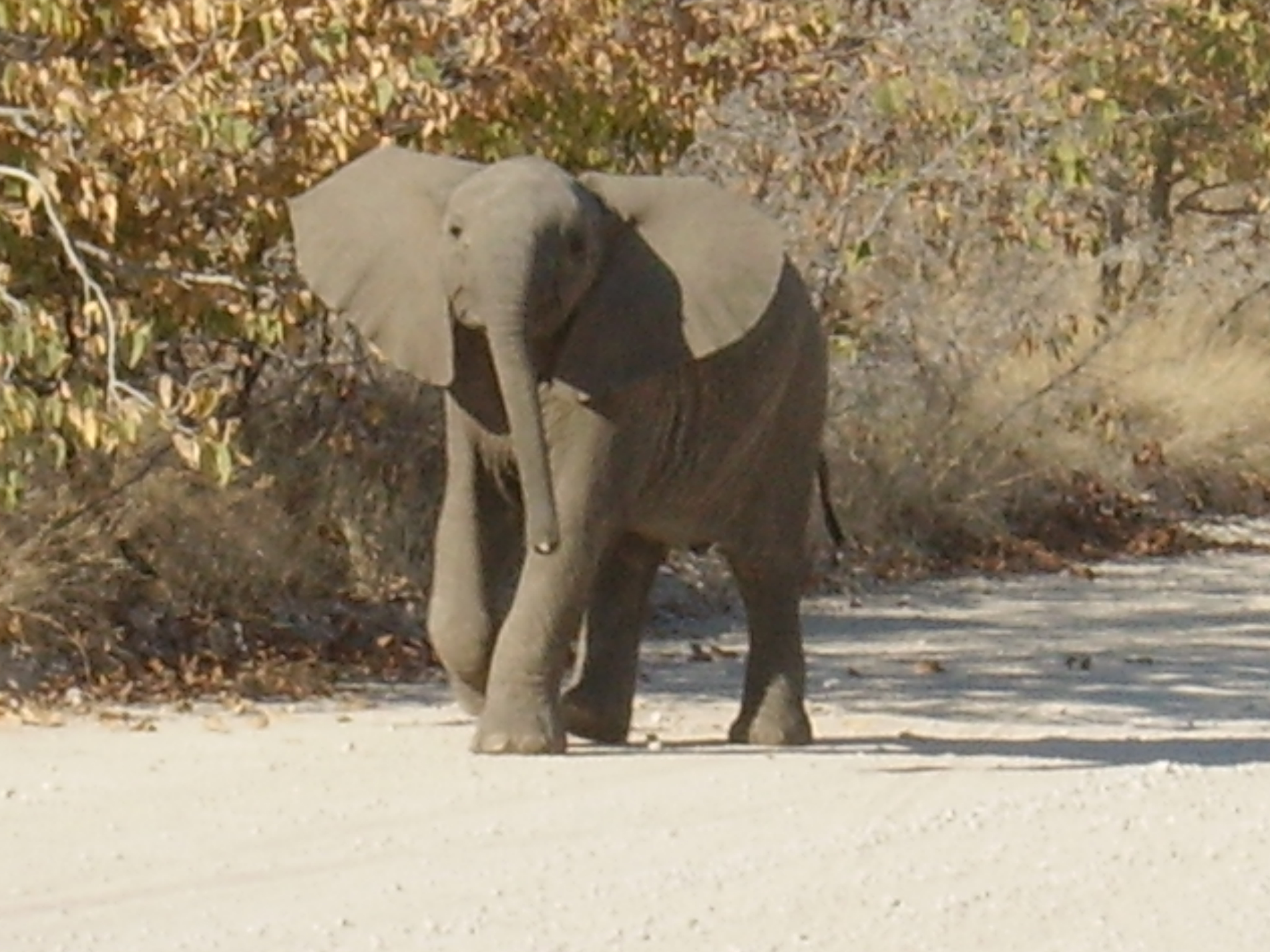 14 DAY KRUGER NATIONAL PARK, BOTSWANA & ZIMBABWE