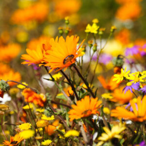 13 DAY NAMAQUALAND WILD FLOWERS AND COASTAL TOUR