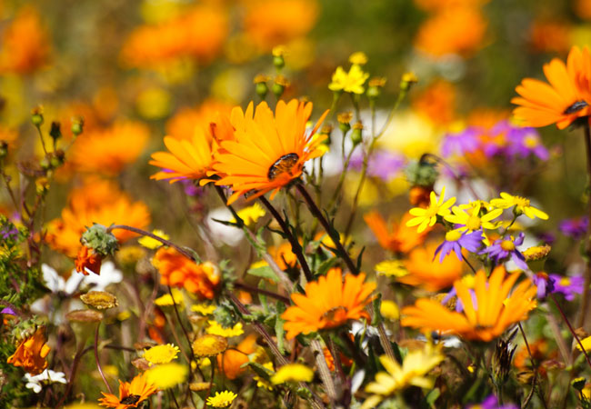 13 DAY NAMAQUALAND WILD FLOWERS AND COASTAL TOUR