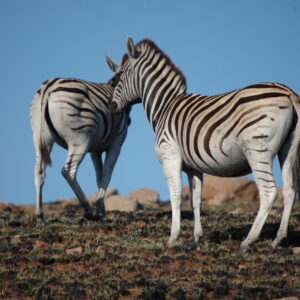 10 DAY JOHANNESBURG TO KASANE